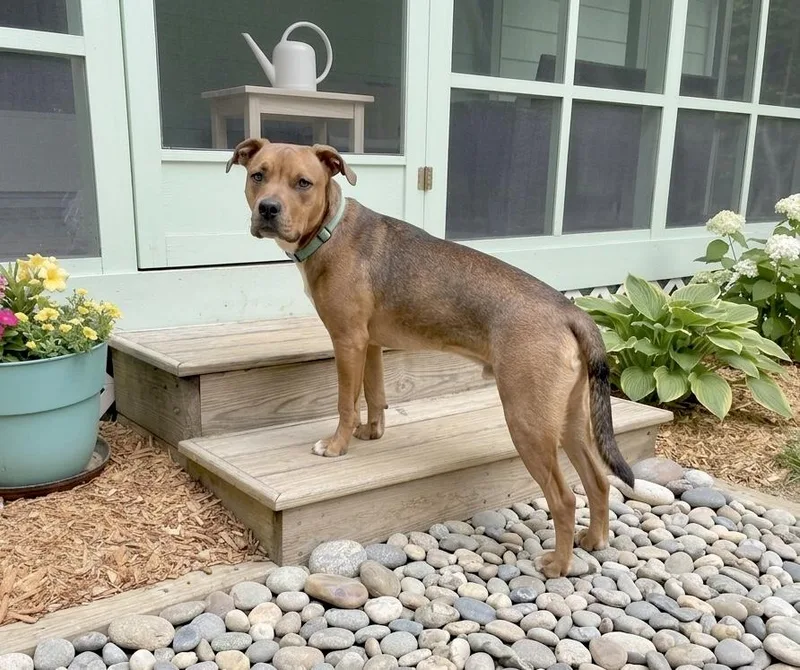 A baby medium-sized male Yellow / Tan / Blond / Fawn Hound dog named Rusty for adoption in Huntingtown, MD