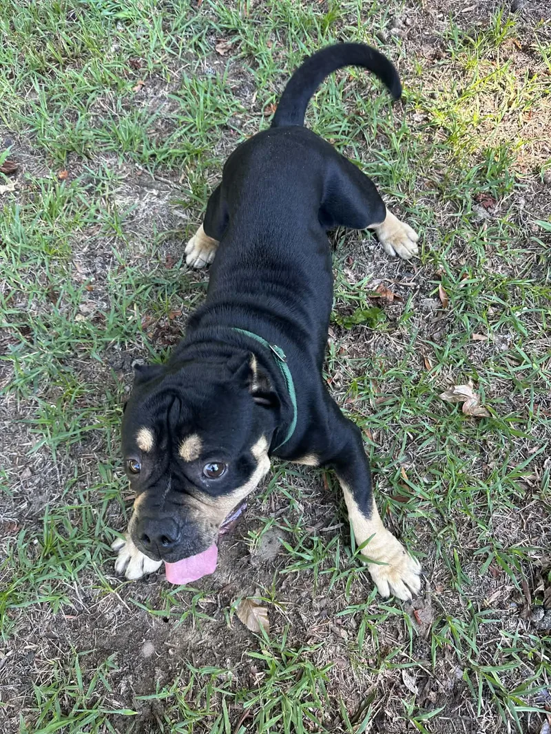 A young medium-sized male Mixed Breed dog named Bull Dozer for adoption in Thomasville, NC