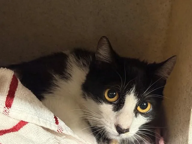 A young small-sized female Domestic Short Hair cat named A for adoption in Moreno Valley, CA