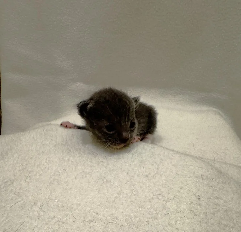 A baby medium-sized female Domestic Short Hair cat named Birch for adoption in San Antonio, TX