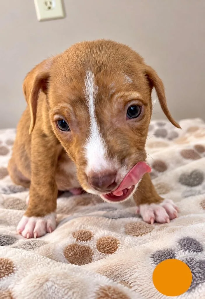 A baby small-sized male Mixed Breed dog named Jupiter for adoption in St. Augustine, FL