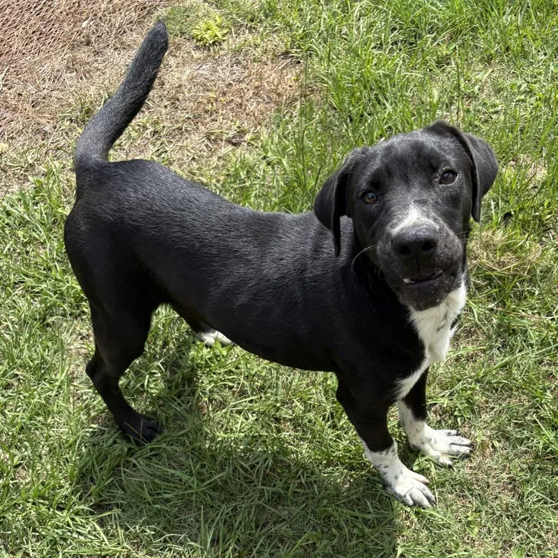 A baby small-sized male Black Labrador Retriever dog named Ollie for adoption in claxton, GA