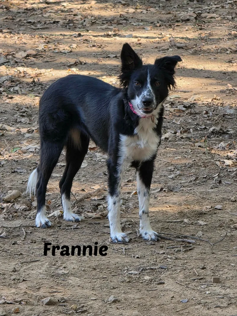 Frannie thumbnail 3