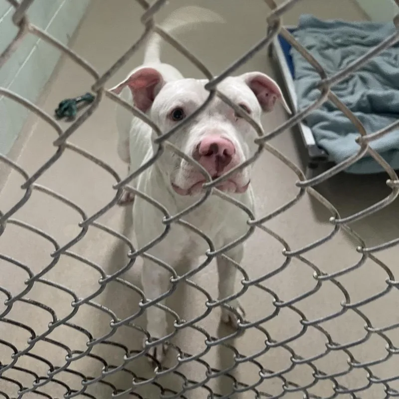 A baby small-sized male White / Cream Pit Bull Terrier dog named Moose for adoption in Newark, NJ