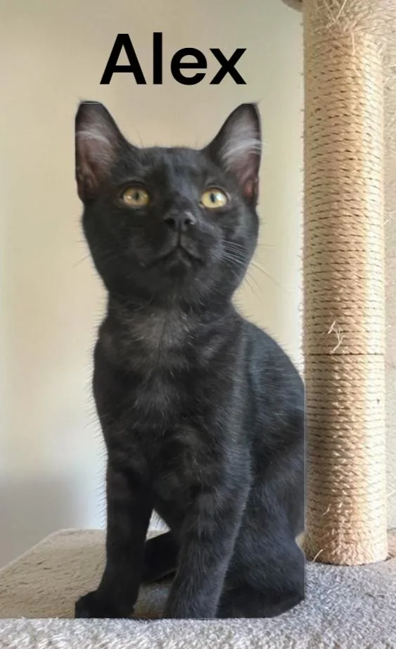 A baby medium-sized male Domestic Short Hair cat named Alex for adoption in Weems, VA