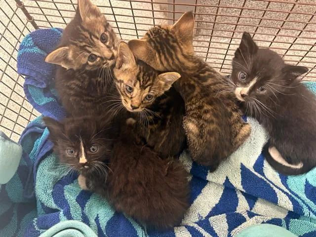 A baby small-sized female Domestic Short Hair cat named Pink Bean for adoption in Tustin, CA