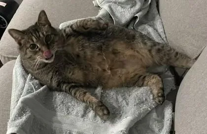 An adult large-sized male Domestic Short Hair cat named Wasabi for adoption in Fairfax, VA