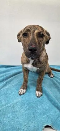 A young medium-sized male Chihuahua dog named Granger for adoption in Phoenix, AZ