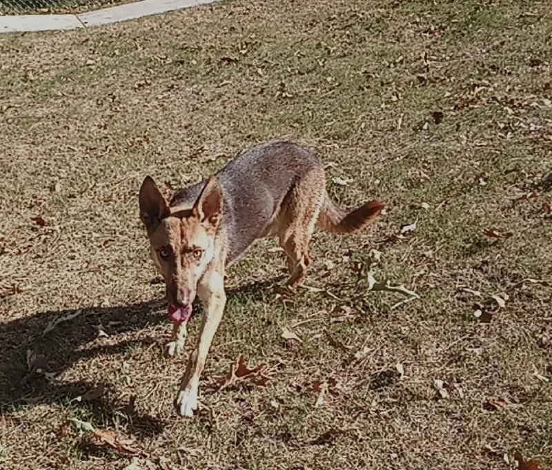 A young medium-sized female German Shepherd Dog named Harriet for adoption in North Little Rock, AR