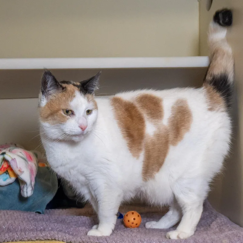 A senior medium-sized female Calico Domestic Short Hair cat named Kali for adoption in Victor, NY