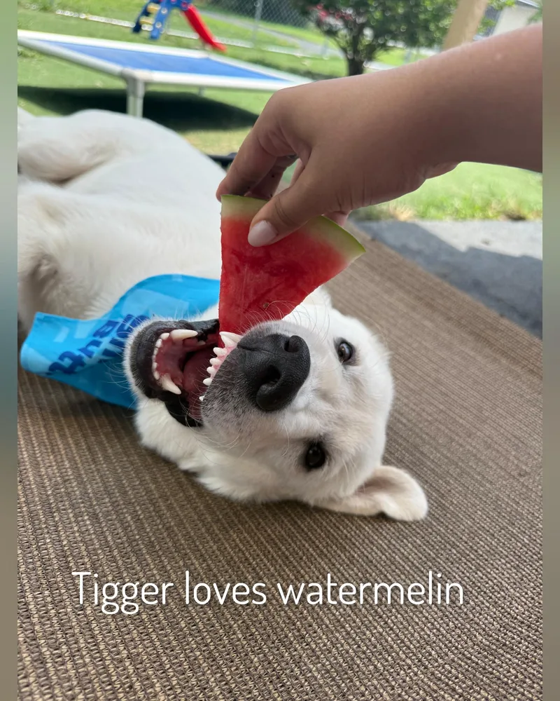 A young medium-sized male White / Cream Retriever dog named Tigger for adoption in Fredericksburg, VA