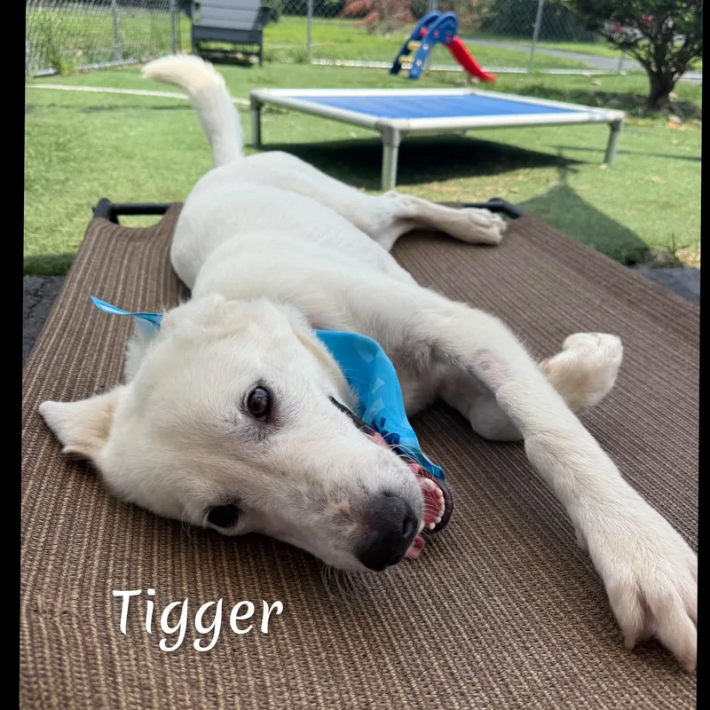 Tigger thumbnail 2