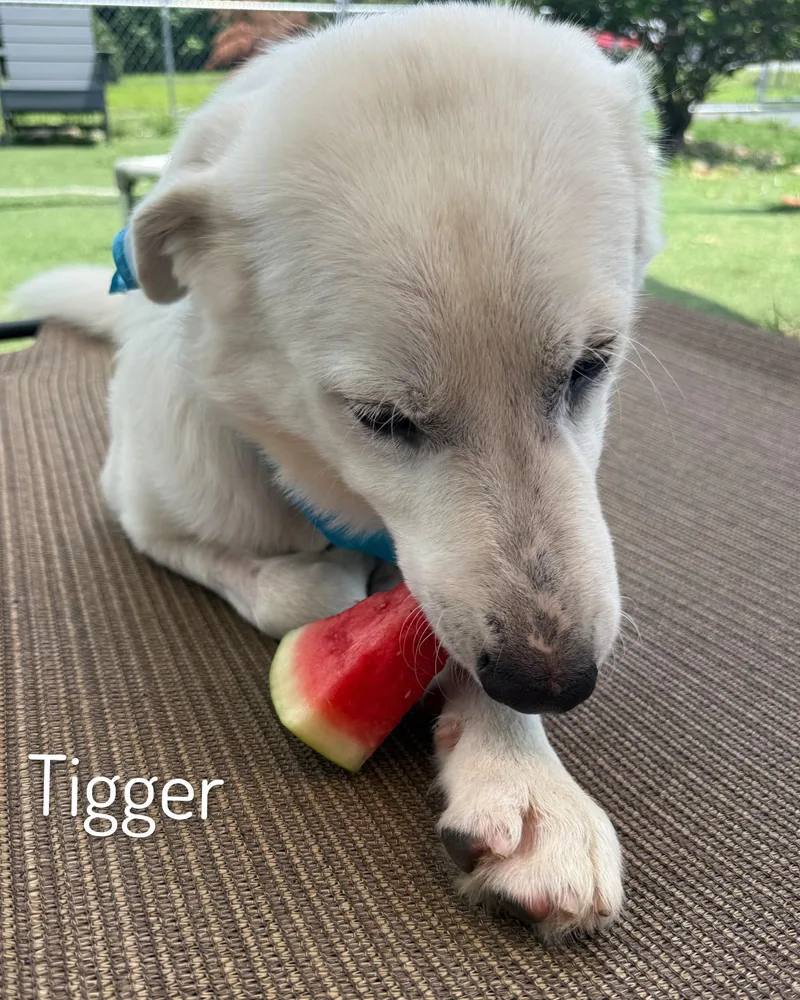 Tigger thumbnail 3