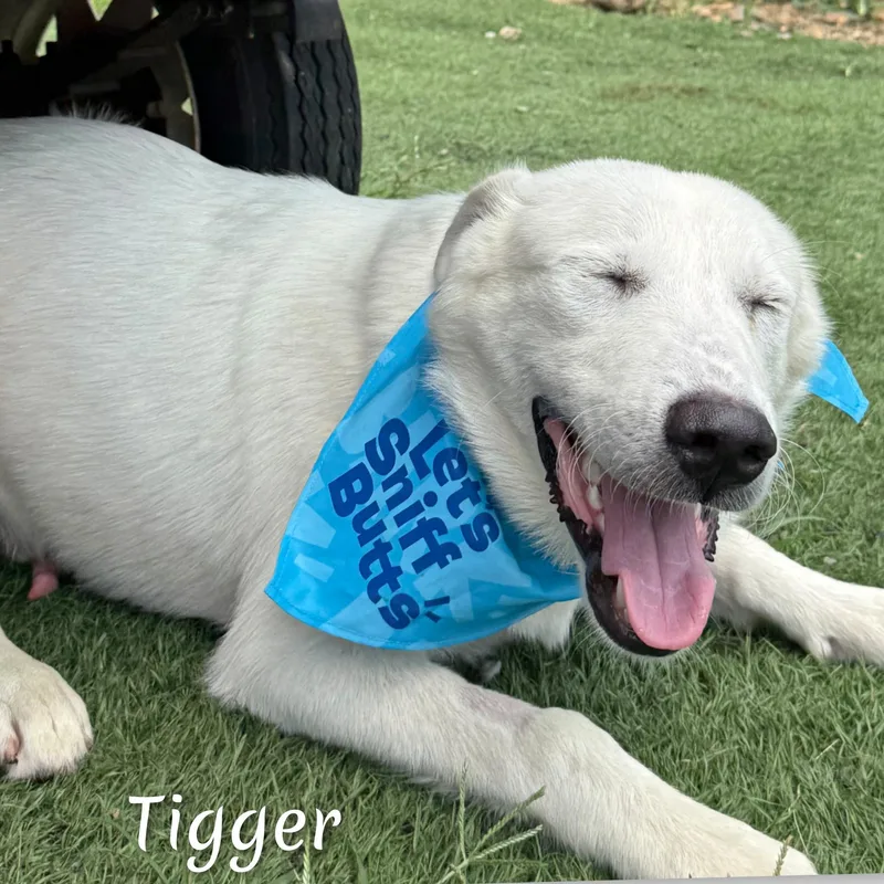 Tigger thumbnail 4