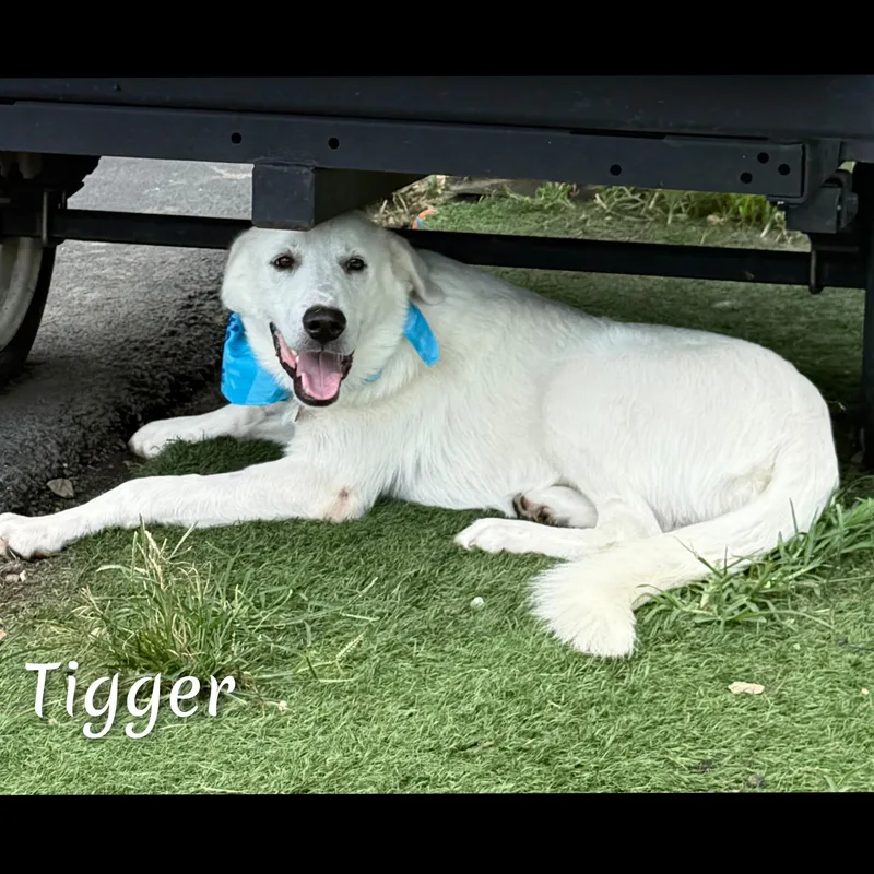 Tigger thumbnail 5
