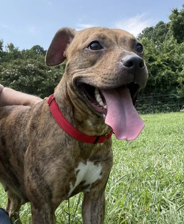 An adult medium-sized female Pit Bull Terrier dog named Autumn for adoption in Virginia Beach, VA