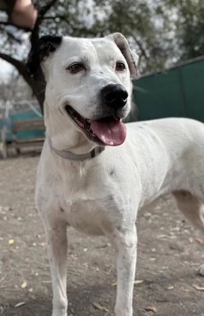 A senior large-sized female Collie dog named Lucy Goosey for adoption in San Antonio, TX