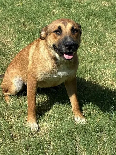 A young medium-sized female Anatolian Shepherd dog named Sunshine for adoption in Oklahoma City, OK