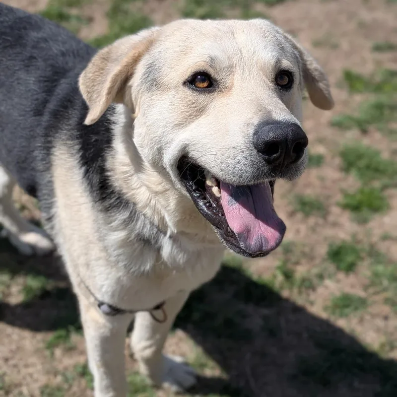 An adult large-sized male Black Great Pyrenees dog named Lchuey for adoption in Tulsa, OK