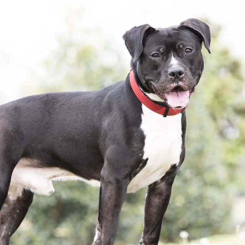 An adult large-sized male Black Mixed Breed dog named Ford for adoption in Franklin, TN