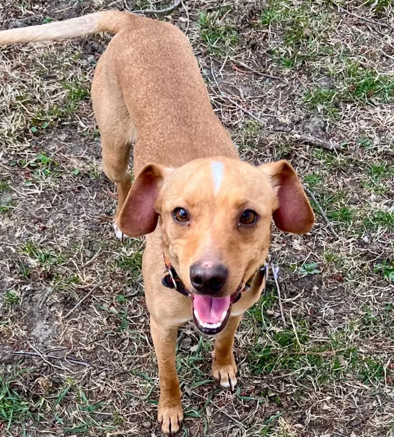 Humphrey thumbnail 2