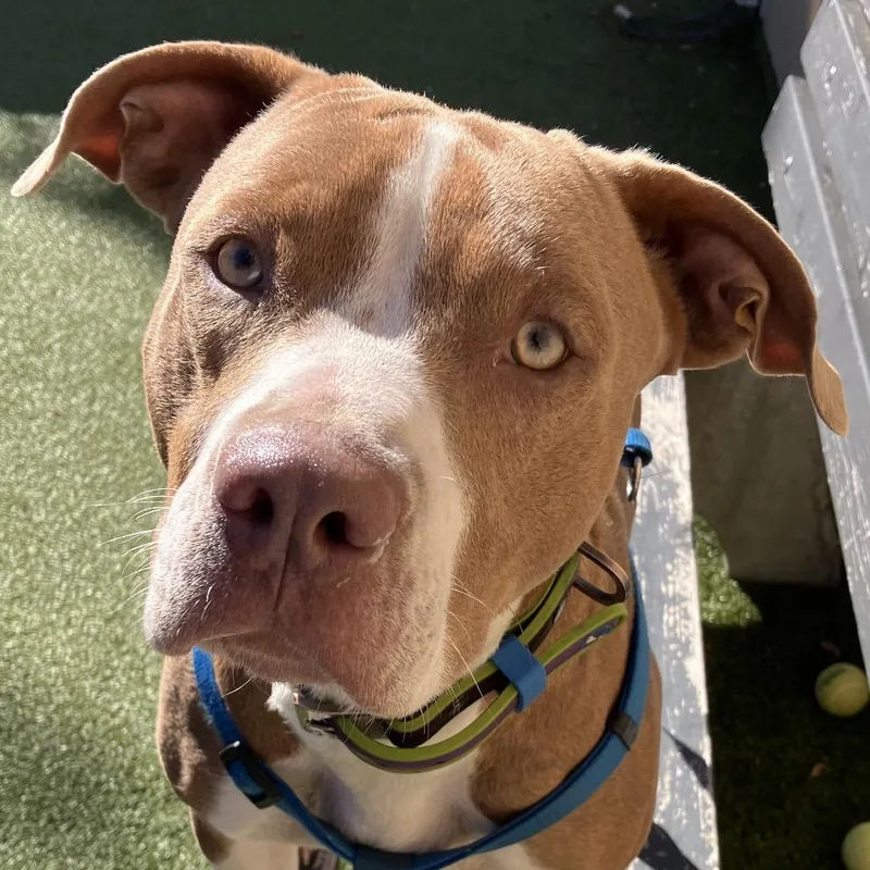 A young medium-sized male Brown / Chocolate Pit Bull Terrier dog named Blueberry for adoption in Binghamton, NY