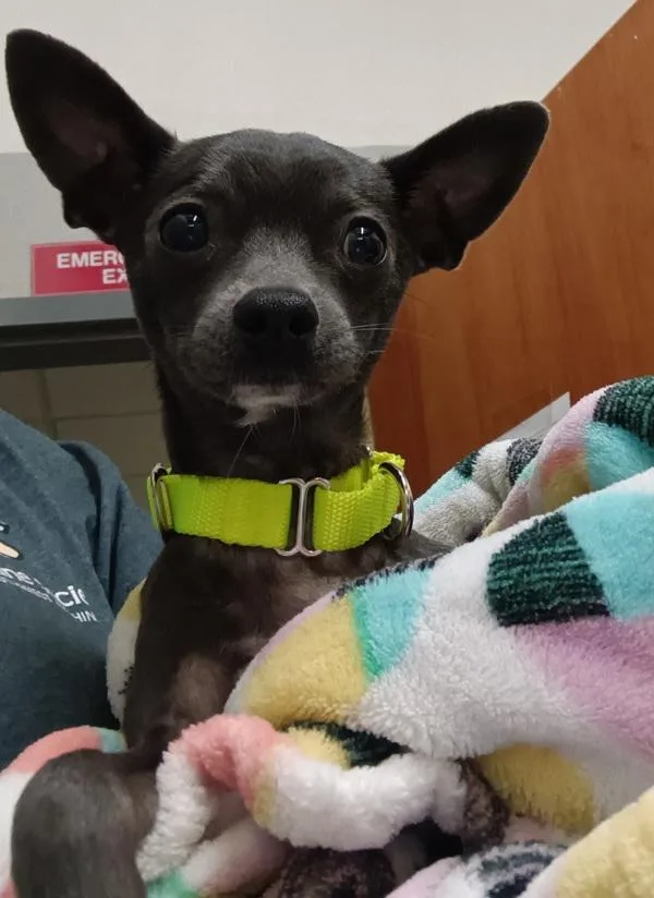 A young small-sized male Chihuahua dog named Oliver for adoption in Vancouver, WA