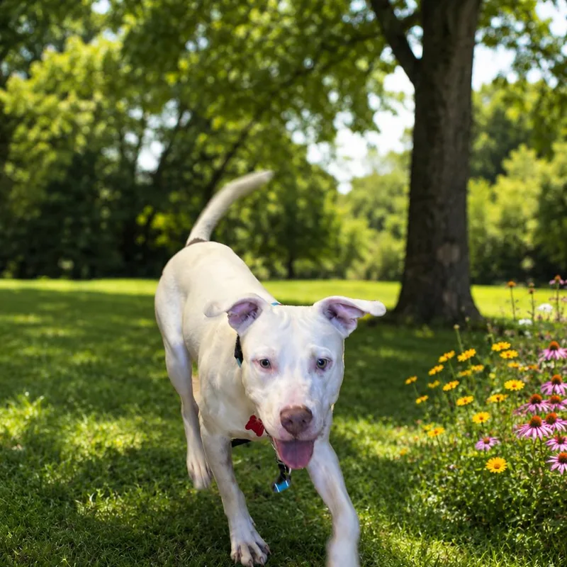 A young medium-sized male White / Cream Pit Bull Terrier dog named Logan for adoption in East Saint Louis, IL