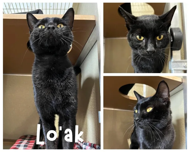 A young medium-sized male Domestic Short Hair cat named Lo'ak for adoption in Pierceton, IN
