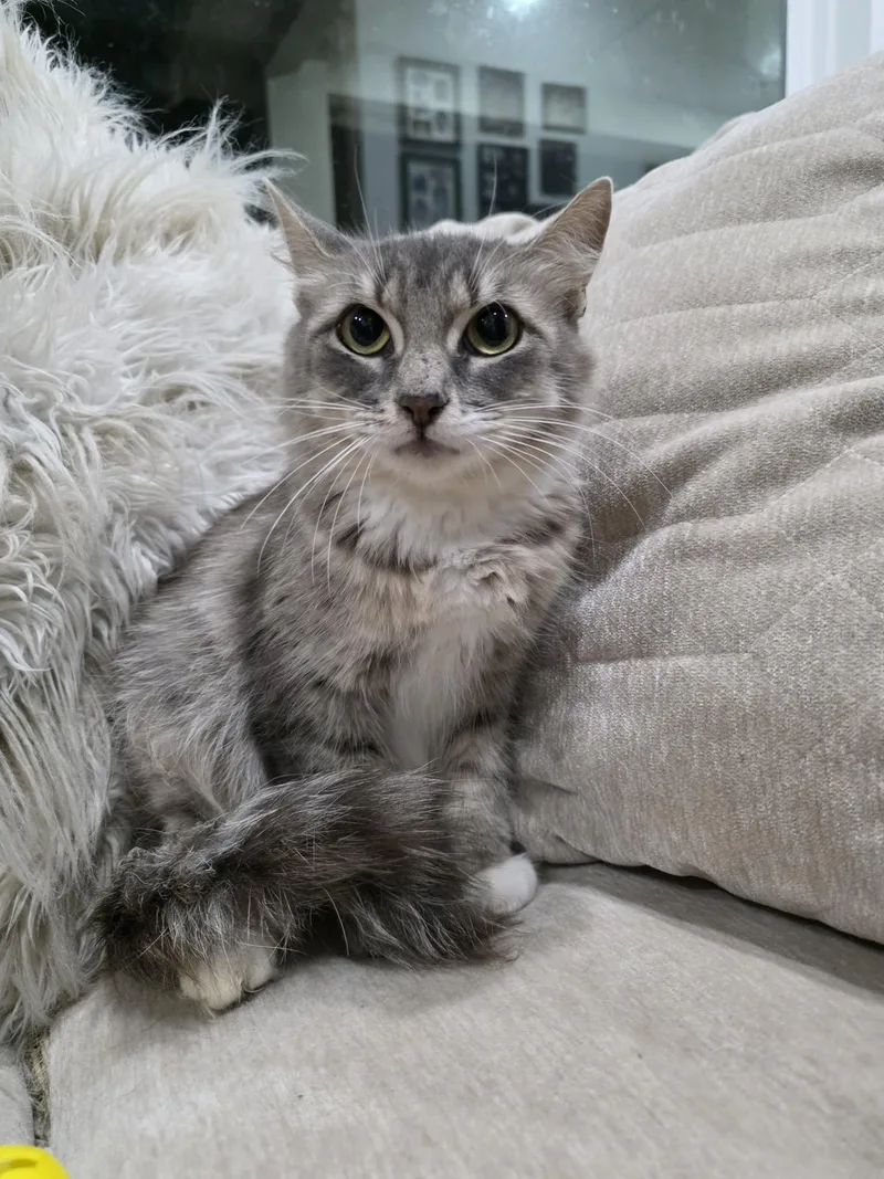 An adult medium-sized female Gray / Blue / Silver Domestic Long Hair cat named Martha for adoption in Gregory, TX