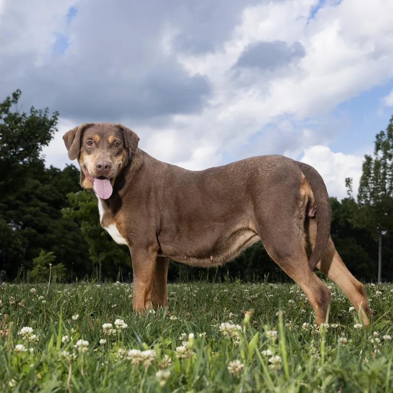 A senior medium-sized female Brown / Chocolate Mixed Breed dog named Louise for adoption in Franklin, TN