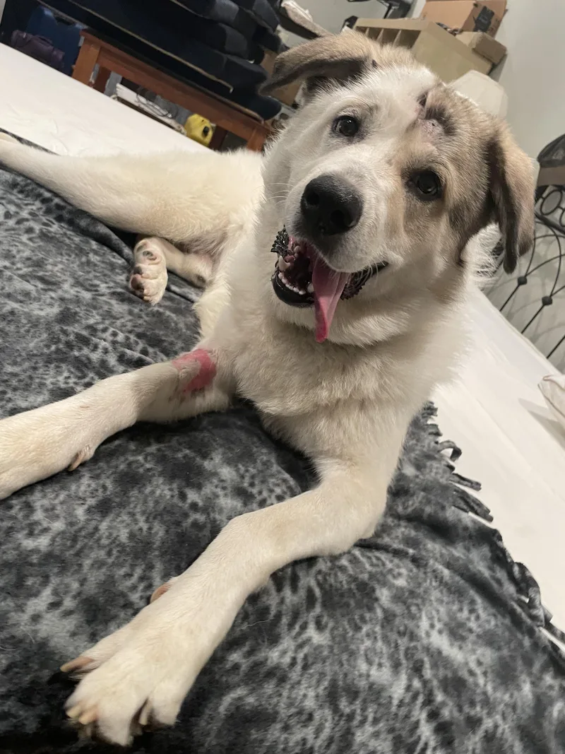 Champ Atx thumbnail 2