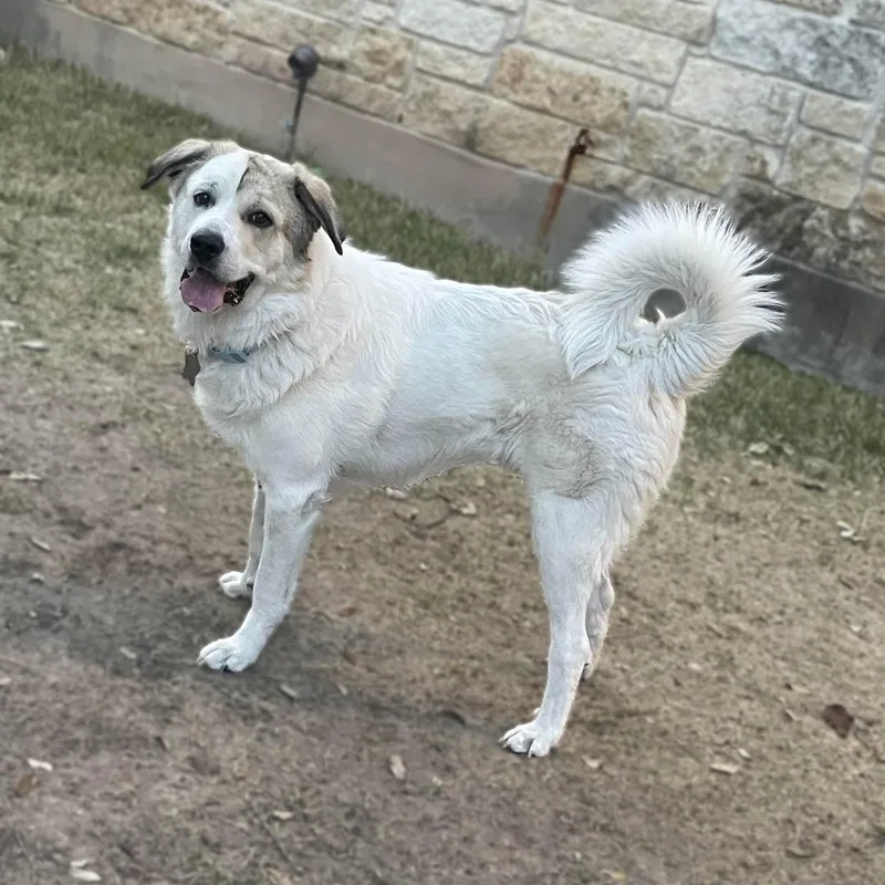 Champ Atx thumbnail 3