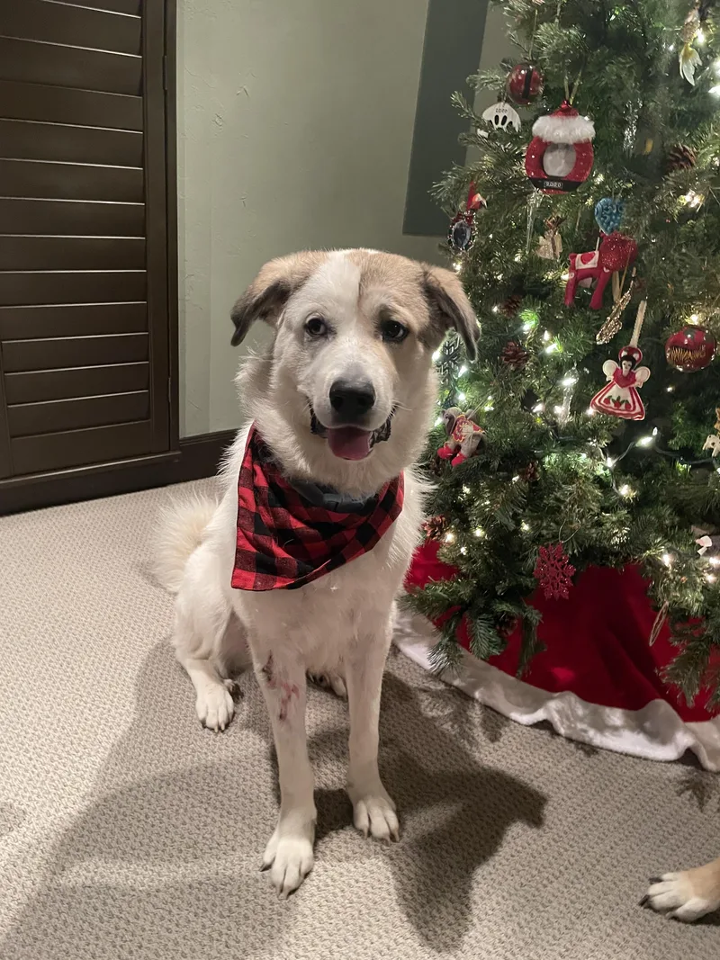 Champ Atx thumbnail 4