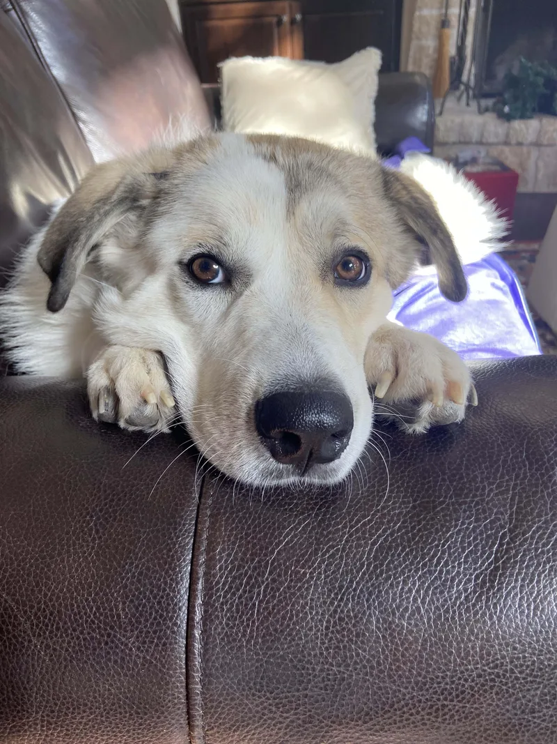 Champ Atx thumbnail 5