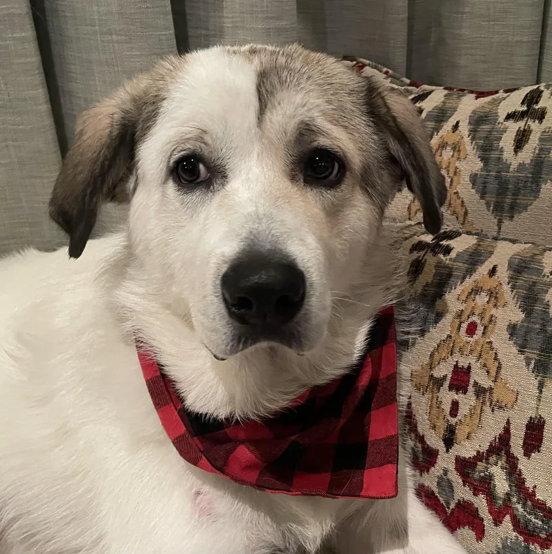 Champ Atx thumbnail 6