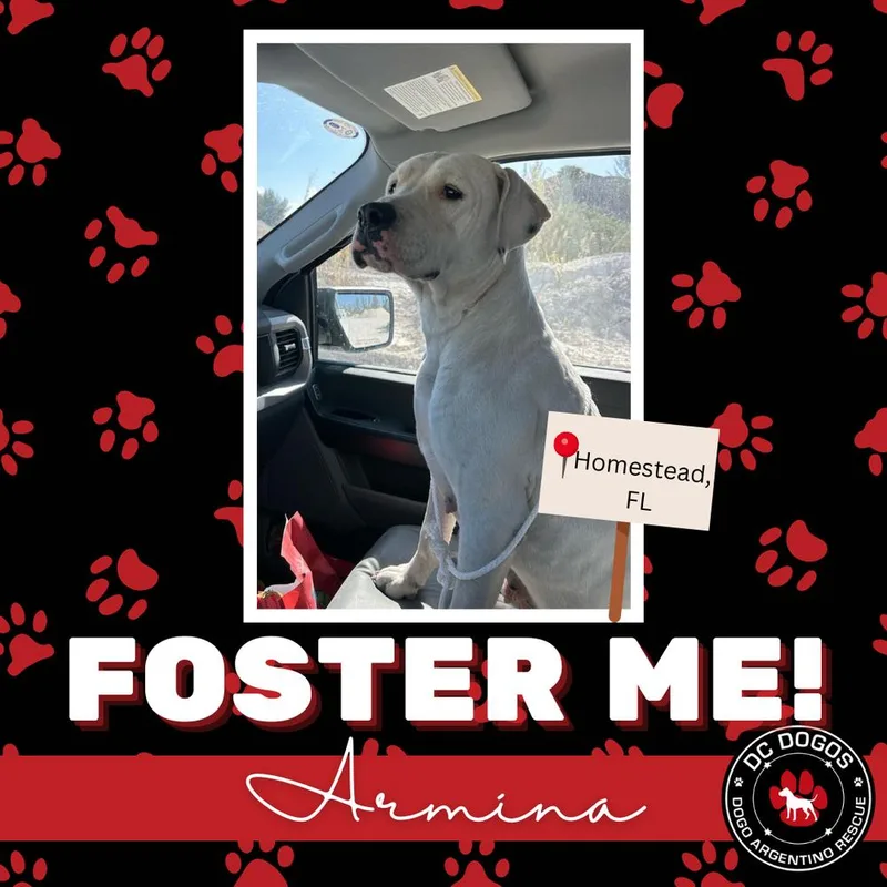 An adult large-sized female Dogo Argentino dog named Armina for adoption in Tampa, FL