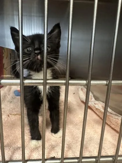 A baby small-sized female Domestic Short Hair cat named Stony for adoption in West Chester, PA