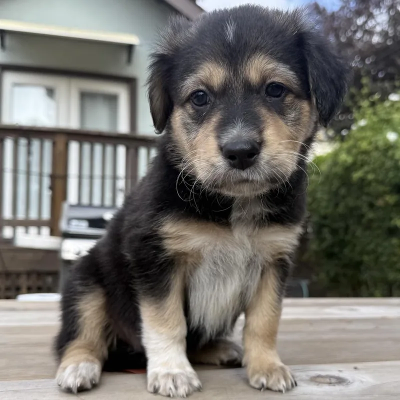 A baby medium-sized female Retriever dog named Lollipop for adoption in Point Richmond, CA
