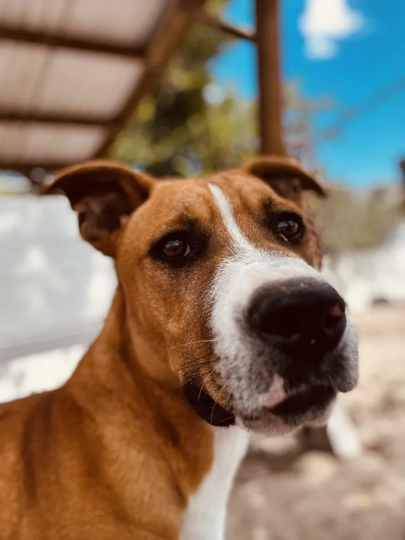 An adult medium-sized male Bicolor Basset Hound dog named Scrappy Doo for adoption in New Port Richey, FL