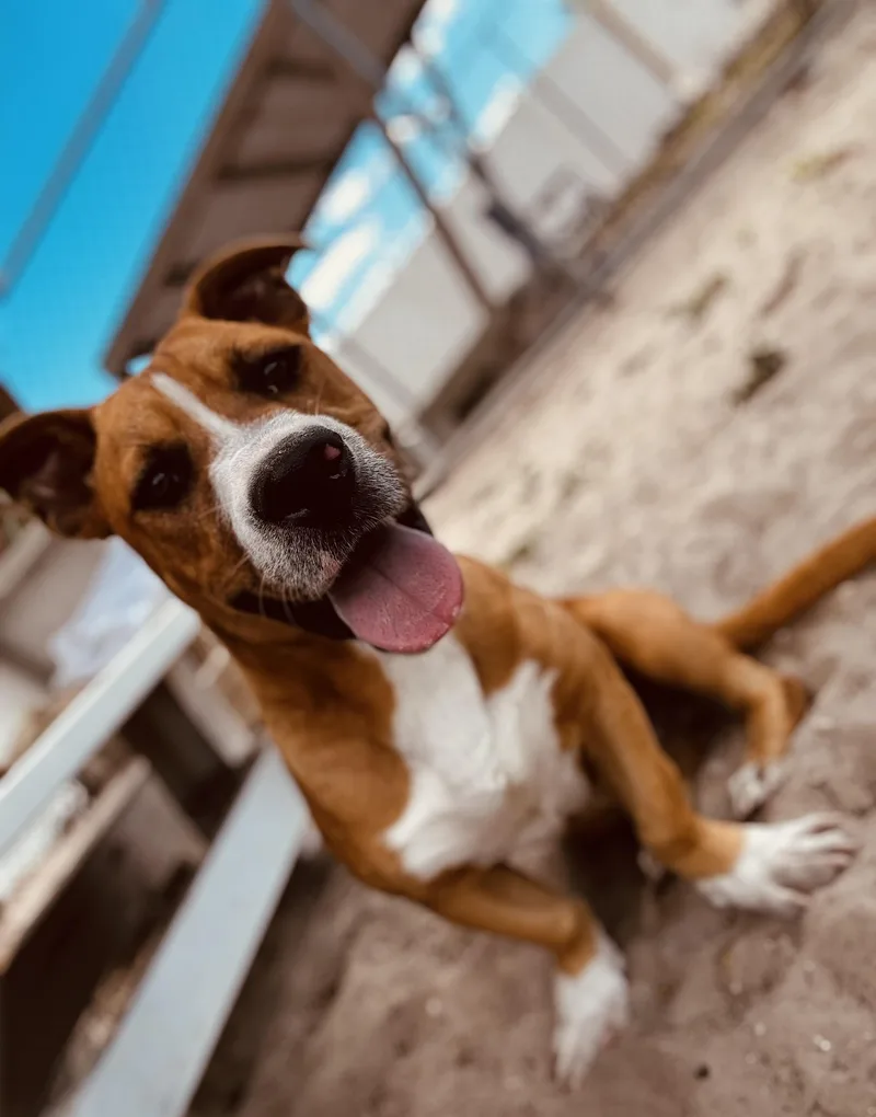 Scrappy Doo thumbnail 4