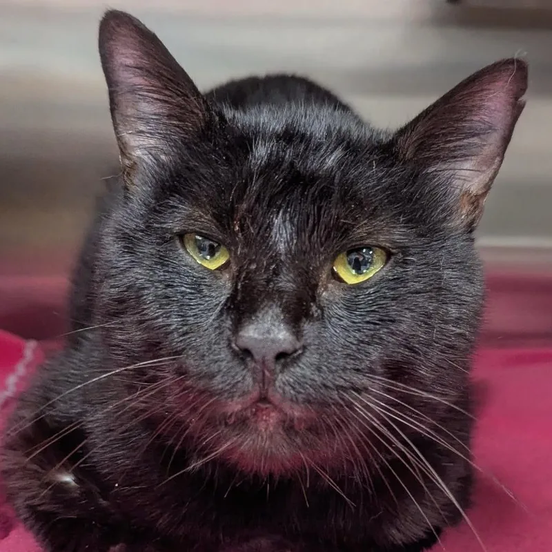 An adult large-sized male Black Domestic Short Hair cat named Pantera Houston for adoption in Denver, CO