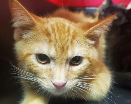 A young large-sized male Domestic Short Hair cat named Celso for adoption in Kansas City, MO