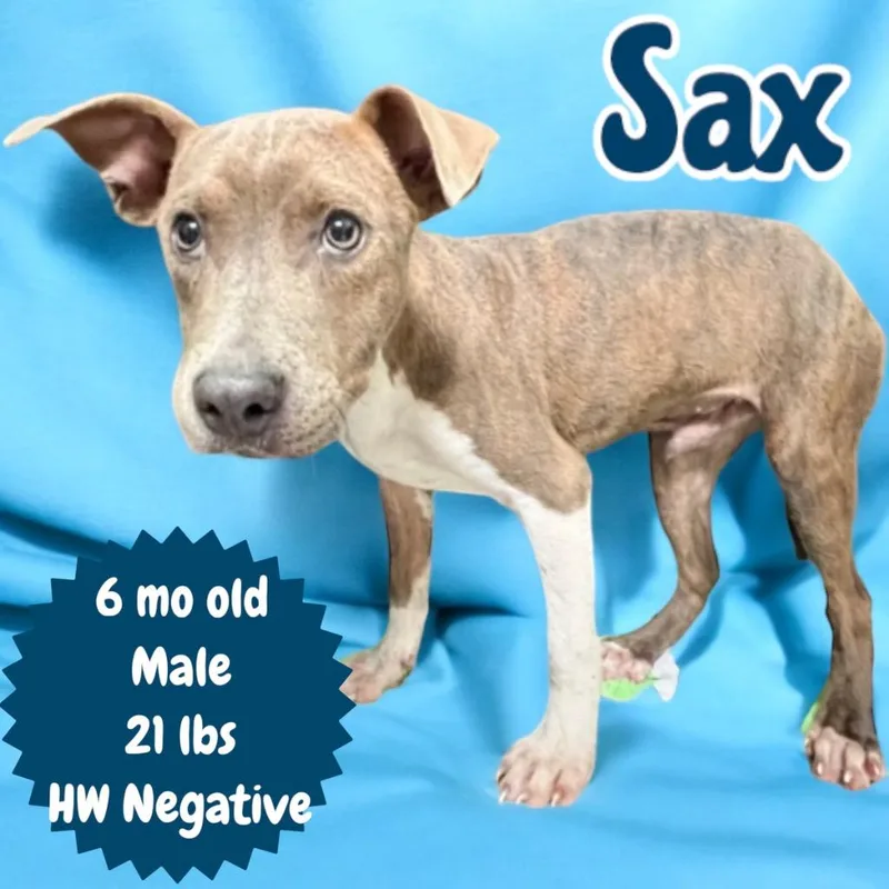 Sax thumbnail 2
