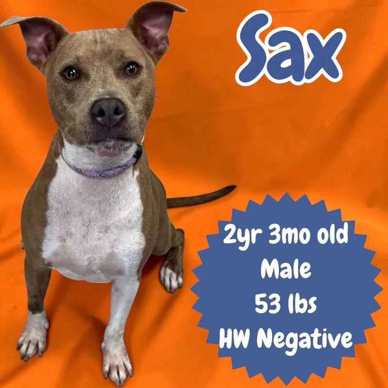 Sax thumbnail 5