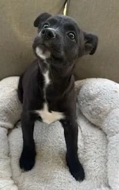 A baby small-sized female Chihuahua dog named Paz for adoption in Fort Myers, FL