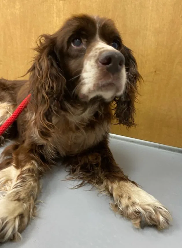 A senior medium-sized male Cocker Spaniel dog named Stabler for adoption in Hartsville, SC