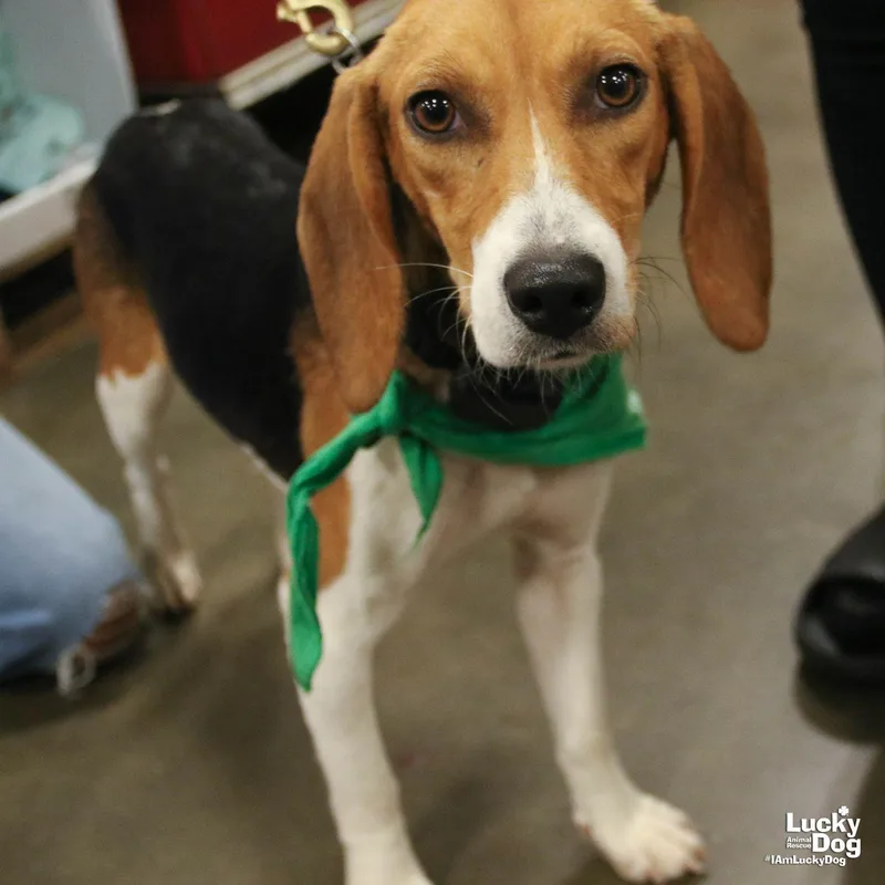 A young small-sized female Beagle dog named Elodie for adoption in Washington, DC