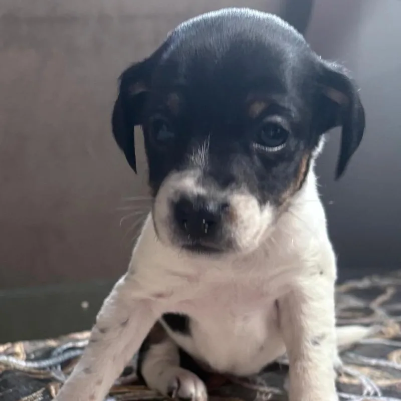 A baby small-sized female Black Chihuahua dog named Ivy for adoption in Manalapan, NJ