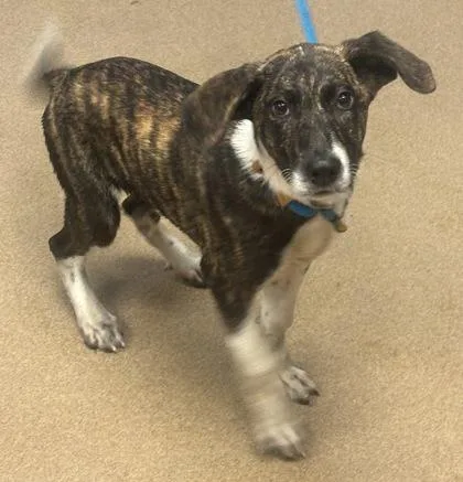 A baby medium-sized male Mixed Breed dog named Clark for adoption in Chamblee, GA